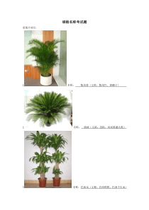 常见绿植名称