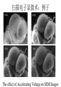 扫描电子显微术：例子