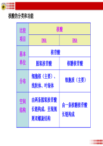 核酸的分类和功能