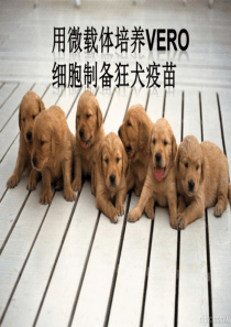 vero细胞制备狂犬疫苗