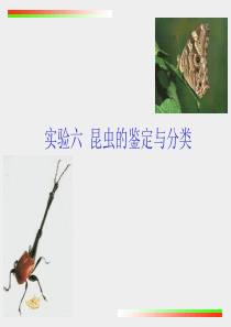 实验-昆虫的鉴定与分类-新-