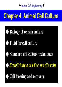 细胞系和细胞株的建立