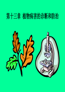 第十三章植物病害的诊断和防治ppt-第十三章植物病害的