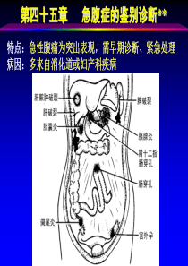 第四十五章急腹症的鉴别诊断