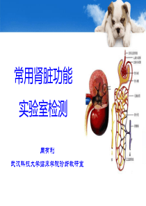 诊断学肾功能检测