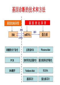 遗传性疾病的分子诊断12am