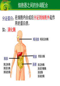 高中生物必修一《细胞器之间的协调配合》