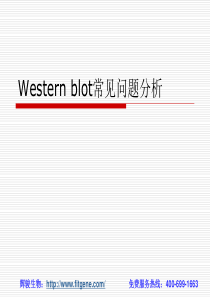 western-blot常见问题分析