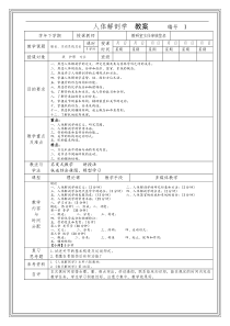 解剖学教案.