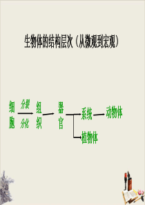 人教版七年级生物上册-.4-单细胞生物PPT