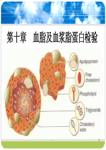 血脂及血浆脂蛋白检验ppt