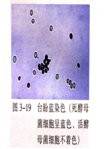 生物膜的流动镶嵌模型ppt