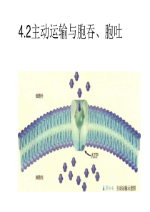 4.2主动运输与胞吞、胞吐