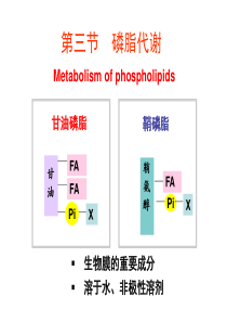 磷脂代谢