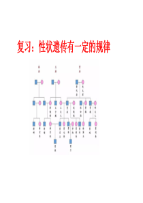 第3节性状遗传有一定的规律性