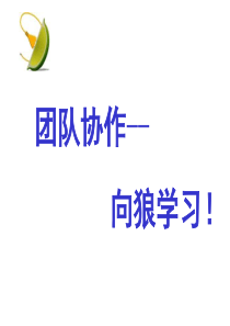 团队协作向狼学习