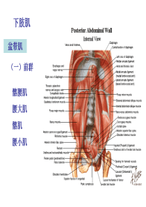 《运动解剖学》下肢肌