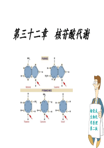 第三十二章-核苷酸代谢