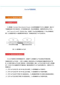 维真生物-Cre重组系统