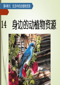 小学科学青岛版(六年制)二年级上册第14课《身边的动植物资源》课件