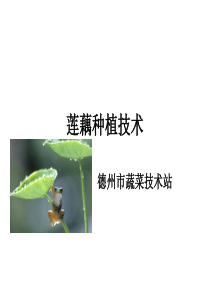 莲藕种植技术-PPT课件