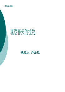 人教版小学三年级下册科学11观察春天的植物