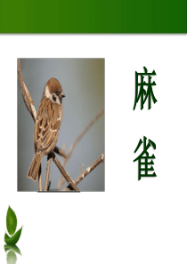 《麻雀》PPT课件