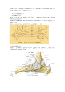 踝关节功能解剖、损伤和恢复