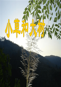 《小草和大树》PPT课件7