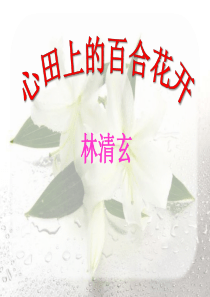 《心田上的百合花开》PPT课件