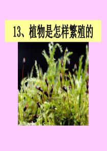 《植物是怎样繁殖的》植物的生命系统PPT课件4