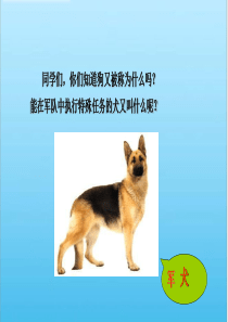 六年级下语文课件(A)-军犬黑子-湘教版【小学学科网】