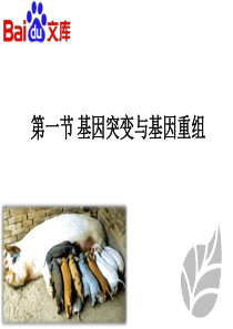 基因突变与基因重组课件-生物高二必修二第五章第一节人教版