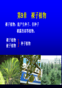 裸子植物ppt课件