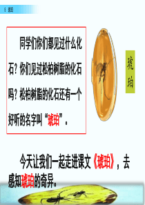 部编版四年级下册5--琥珀ppt