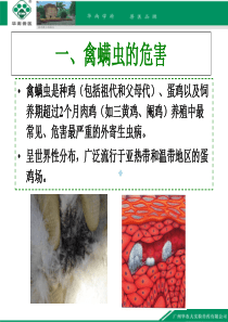 家禽螨虫病的最新治疗方法