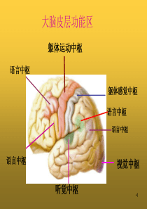 山东省临朐县沂山风景区大关初级中学济南版七年级生物下册课件：353神经调节的基本方式(共17张PPT