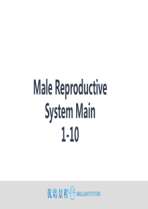 Male-Reproductive-System-Main男性生殖系统-1-10