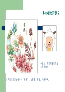 多肉植物幼儿园