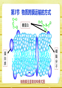 4.3-物质跨膜运输的方式-课件-人教版高中生物必修一-cfy