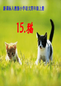 15.猫教学课件