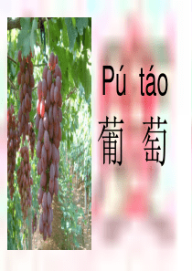 《酸的和甜的》ppt课件