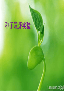 《种子发芽实验(一)》PPT课件