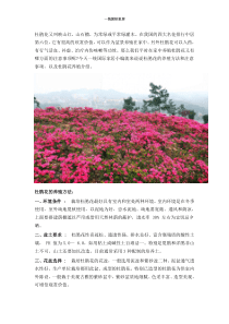 养殖杜鹃花的方法以及注意事项