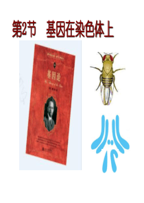 新教材人教版《基因在染色体上》优秀课件1