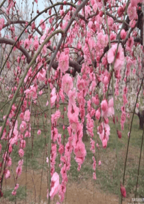 桃花源记