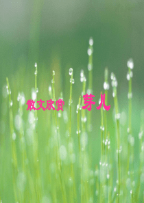 散文欣赏芽儿