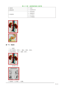 初级护师考试辅导-外科护理学第三十六章泌尿系损伤病人的护理