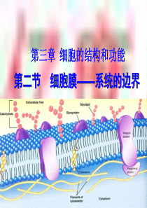 3.1细胞膜—系统的边界高双晨