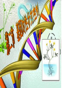 基因对性状的控制(课件)